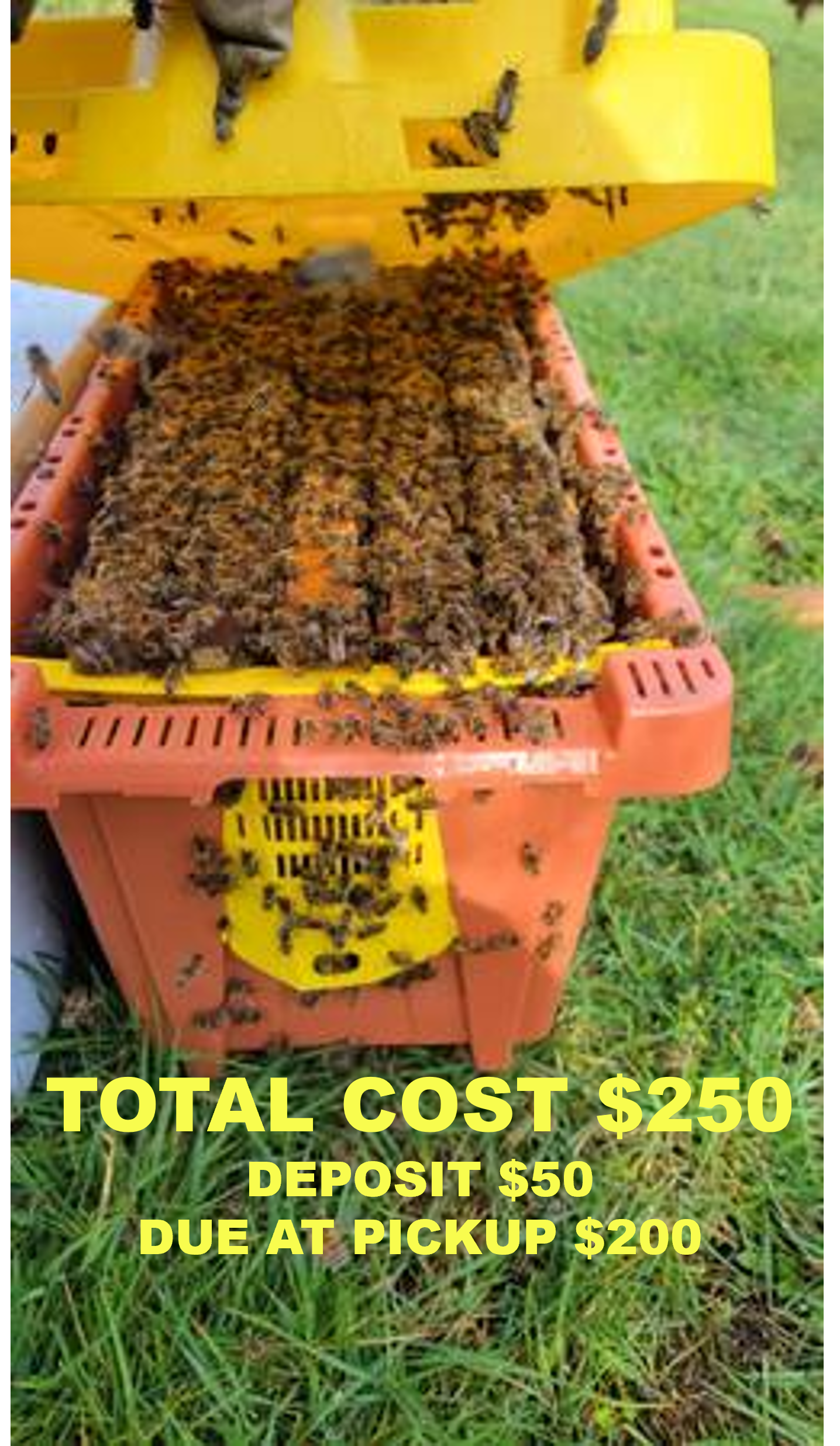 Live Bees Local Honey— Honey Bee Mine TN Honey Bee Mine TN